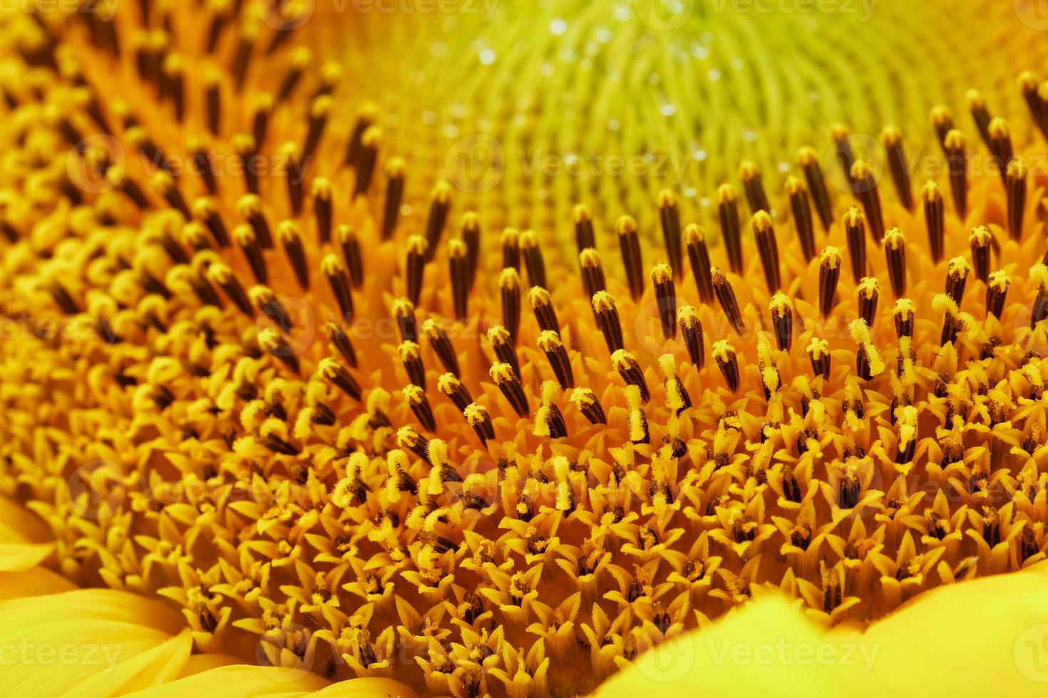 Sunflower flower with petals close-up in the form of patterns and full-screen textures as the background. photo