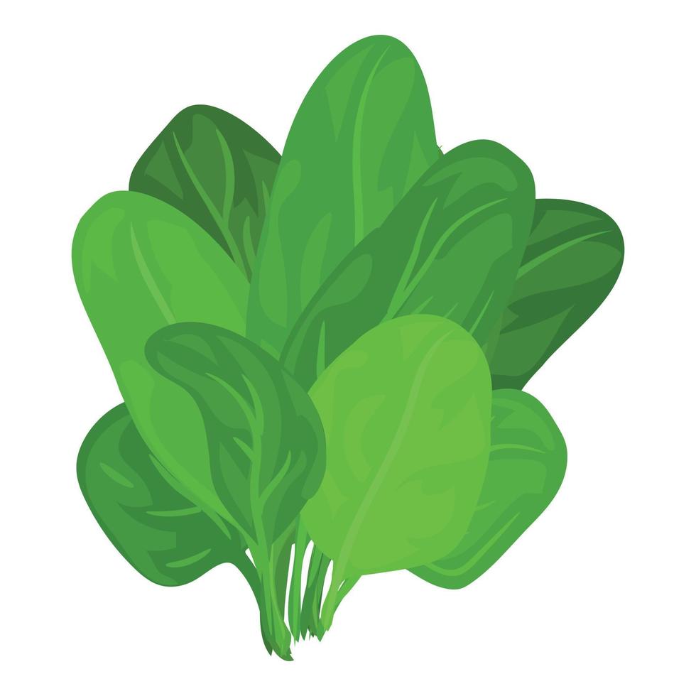 Spinach leaves icon, cartoon style vector