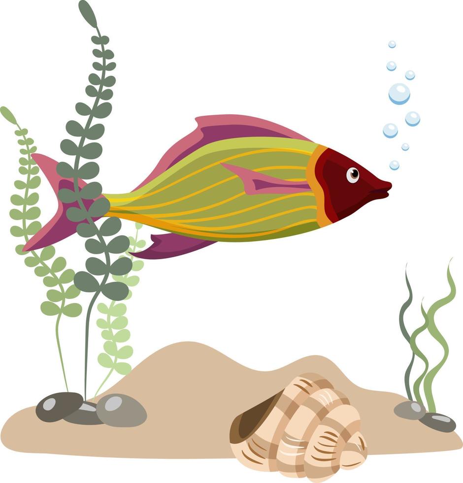 Single aquarium purple tropical fish with seaweed and stones, isolated on white background vector