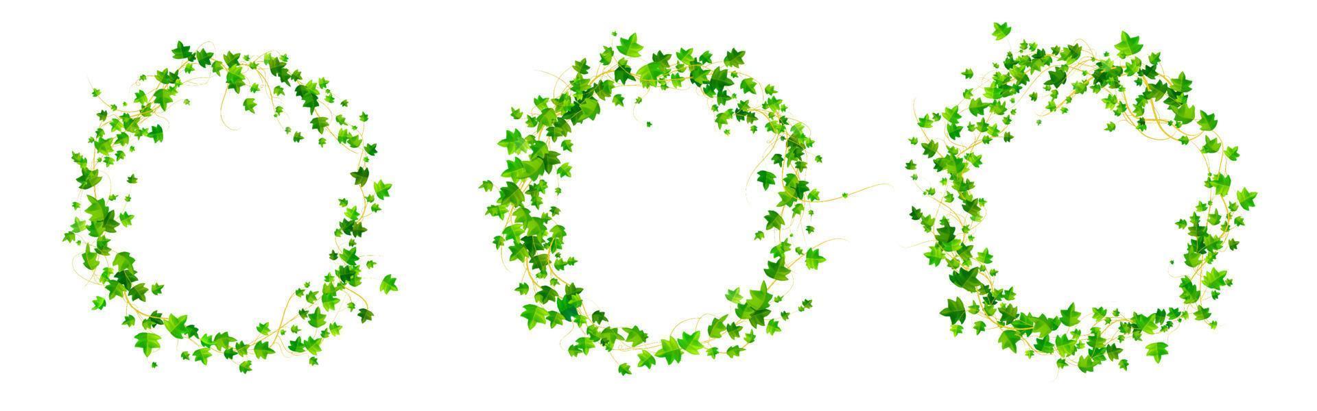 Ivy round frames, climbing vine circle borders vector