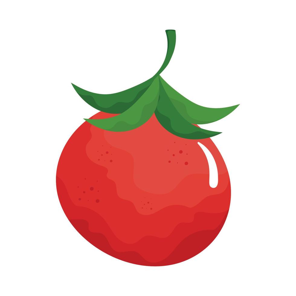 fresh tomato vegetable vector