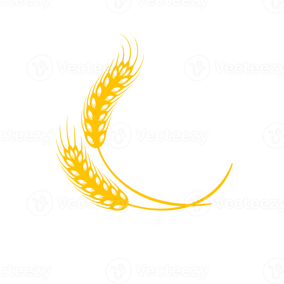Ears of wheat. Whole grains for making bread. png