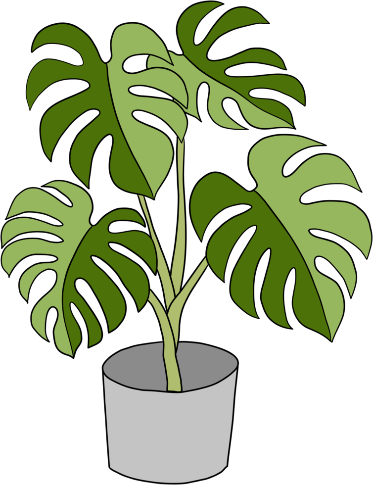 monstera plant freehand drawing flat design. png
