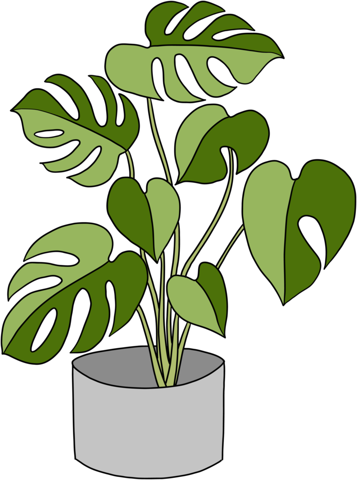 monstera plant freehand drawing flat design. png