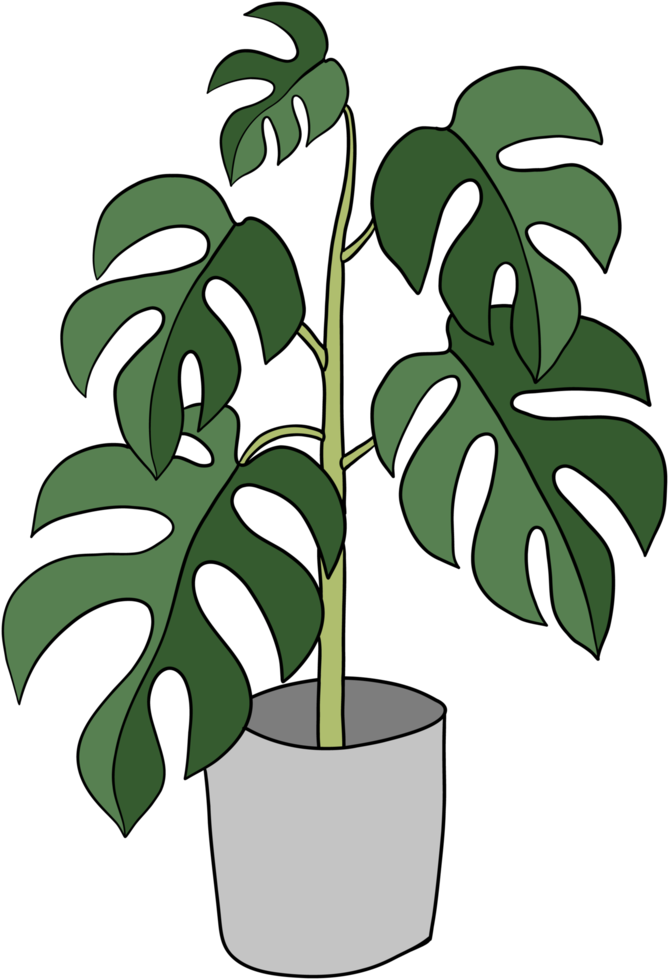 conception plate de dessin à main levée de plante de monstera. png