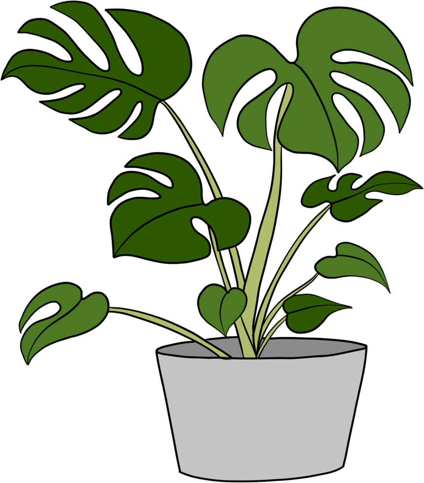 diseño plano de dibujo a mano alzada de la planta monstera. png