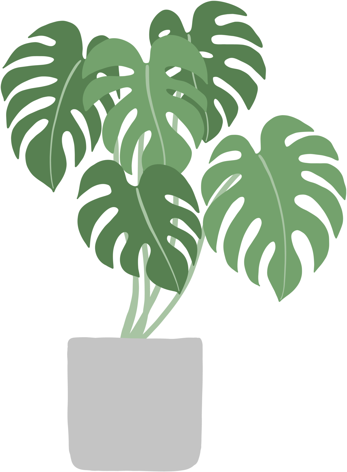 conception plate de dessin à main levée de plante de monstera. 15116715 PNG