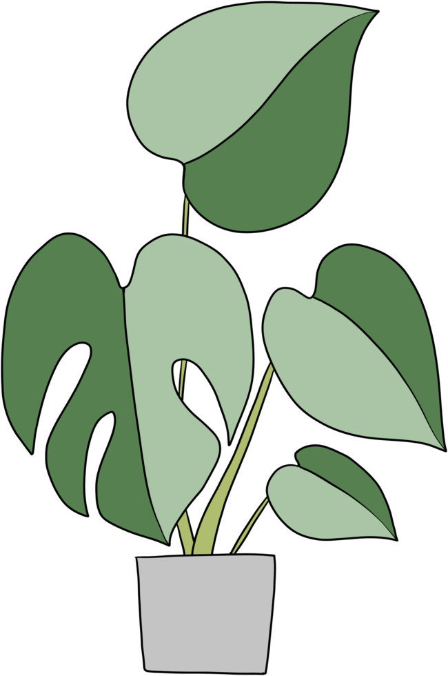 diseño plano de dibujo a mano alzada de la planta monstera. png