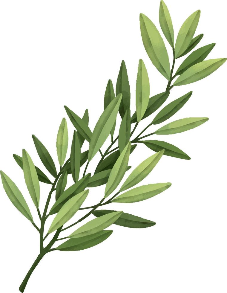 Watercolor leaf branches. Hand drawn watercolor illustration vector
