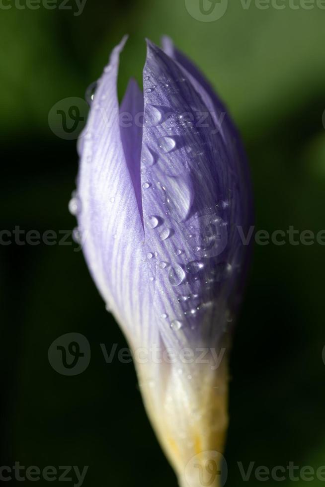 Close-up of the closed flower of a purple autumn crocus. There are drops on the flower. photo