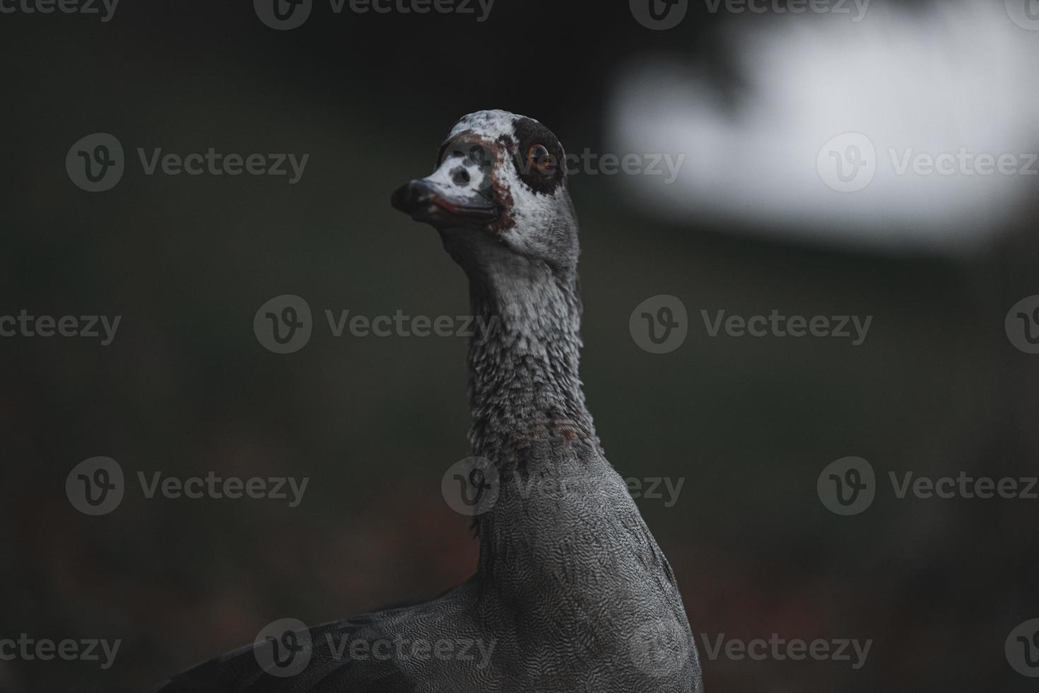 Portrait of Beautiful funny nile goose photo