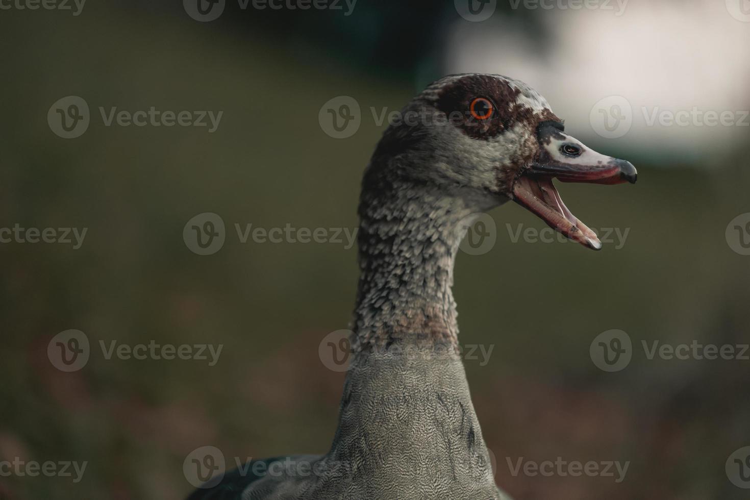 Portrait of Beautiful funny nile goose photo