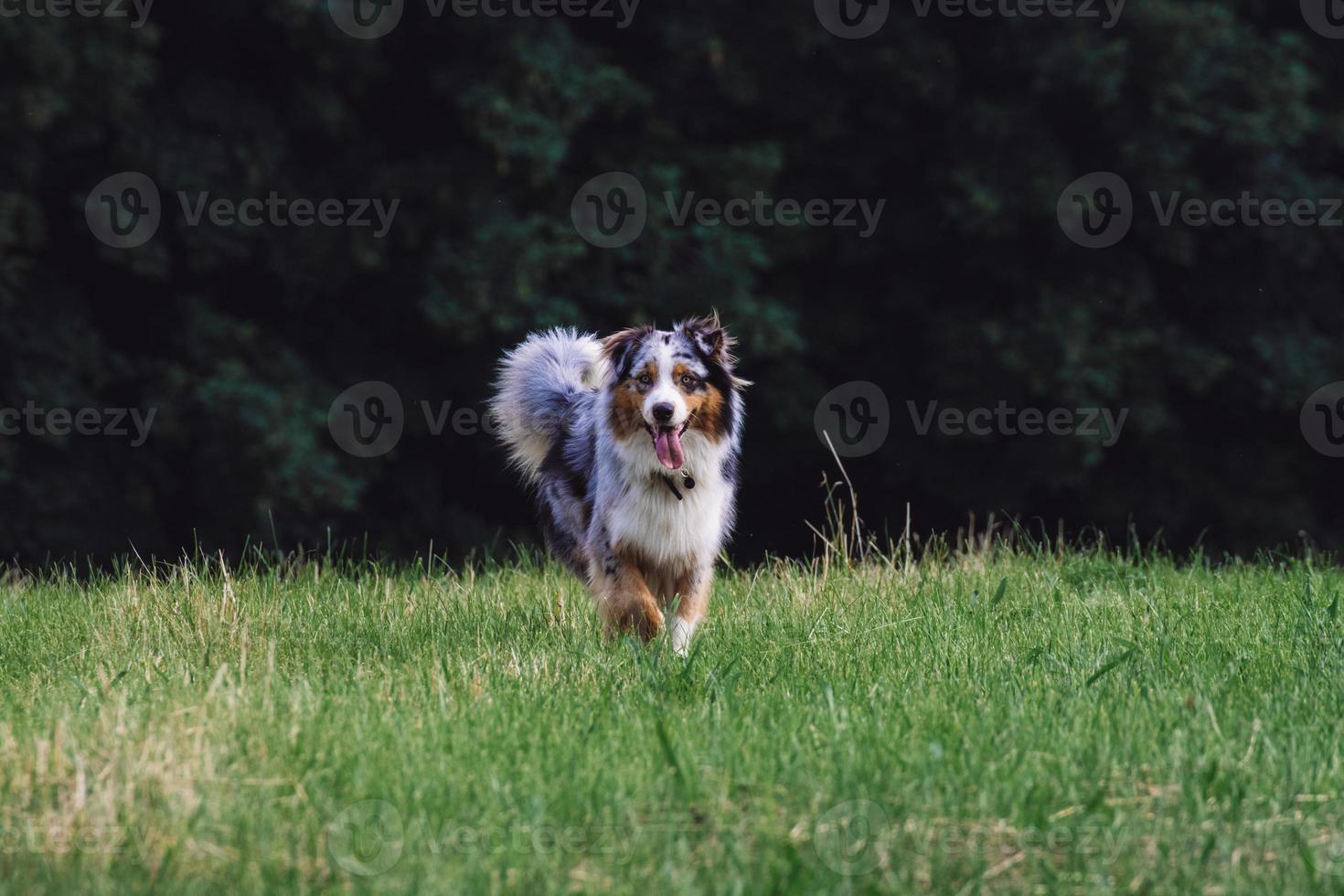 Happy dog running in meadow with a happy smiley face photo