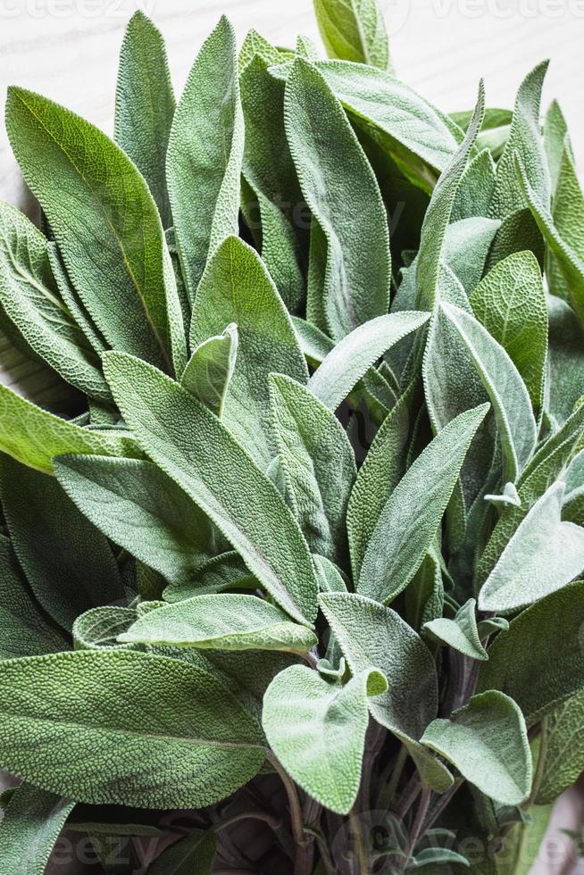 Bunch of fresh sage leaf closeup photo