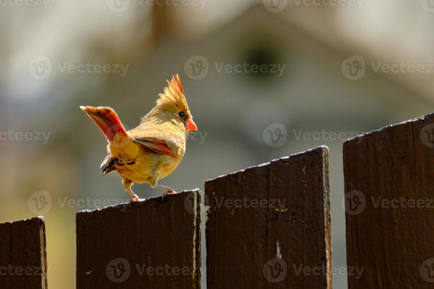 Female northern cardinal perched on a fence in the winter evening sunlight photo