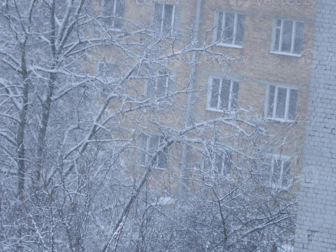 Snow-covered trees in a snowstorm in the city photo