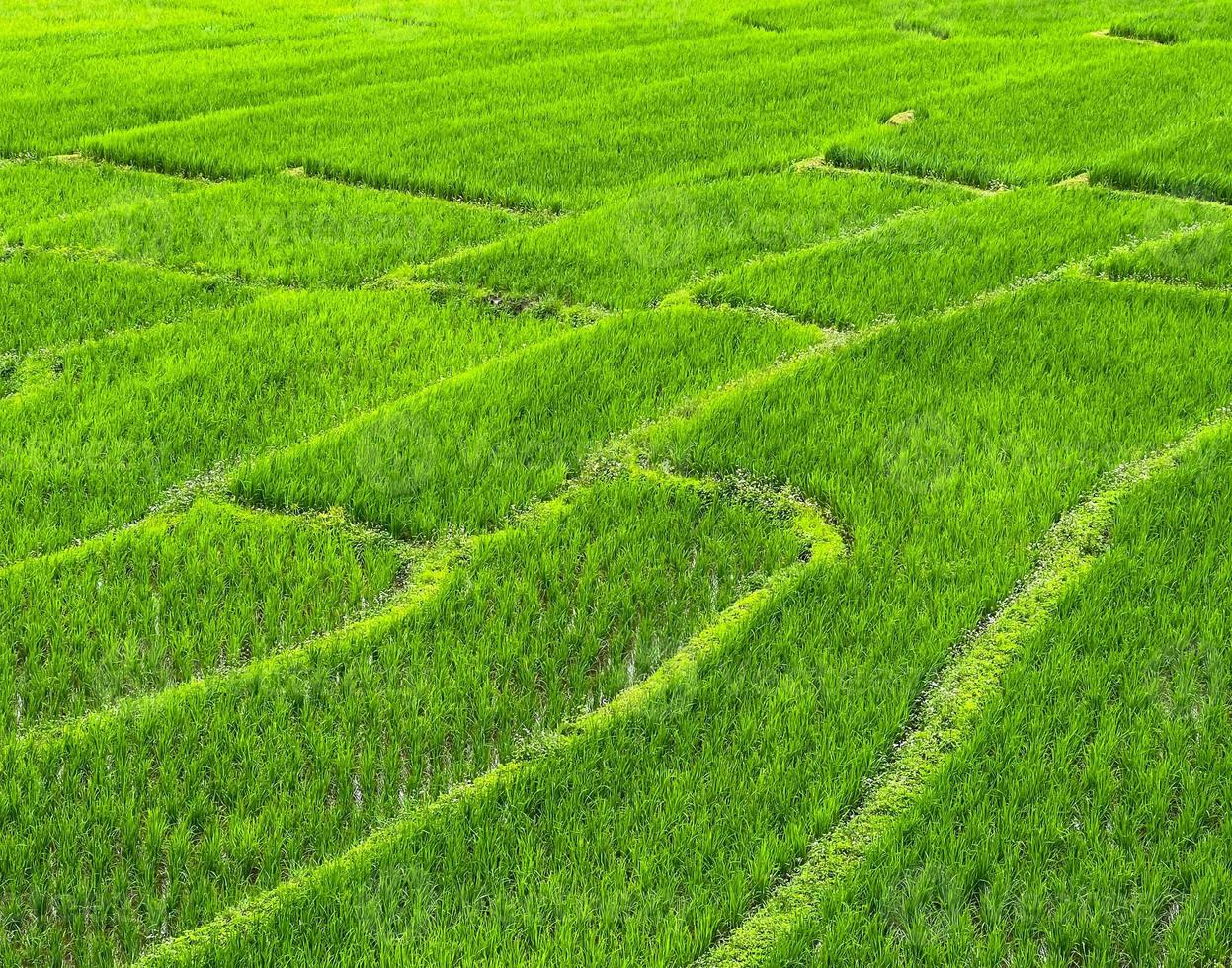 Green Rice Terrace in Rainy Season photo