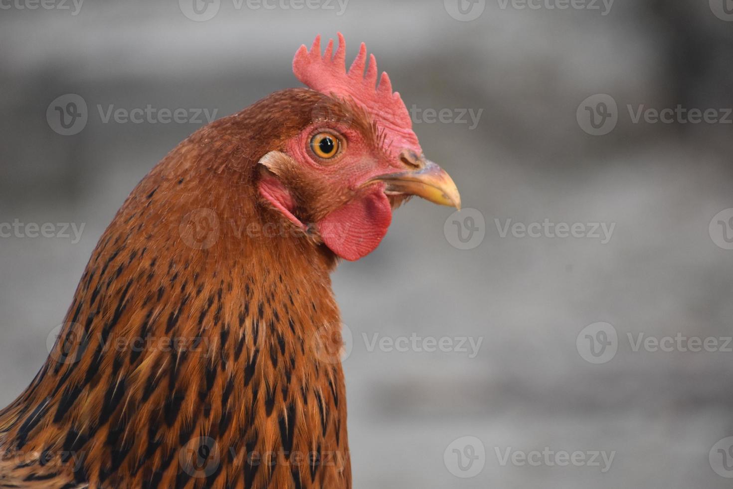 imagen hd de cara de gallina marrón foto