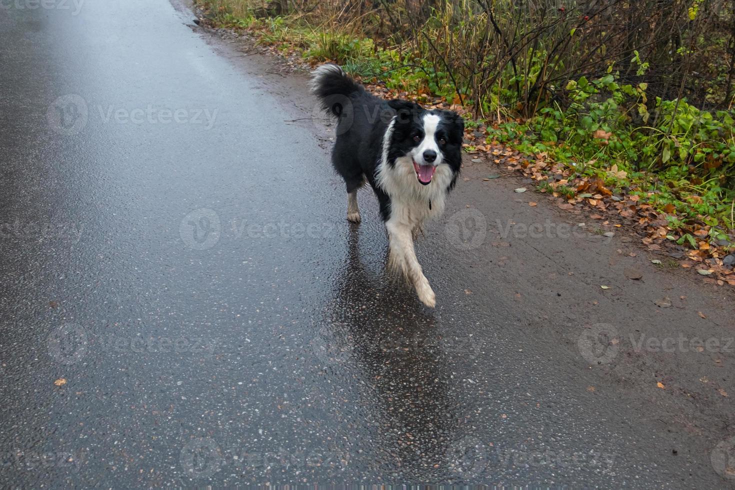 Pet activity. Puppy dog border collie walking outdoor. Pet dog with funny face, walk on road. Pet care and funny animals life concept. Funny emotional dog. photo