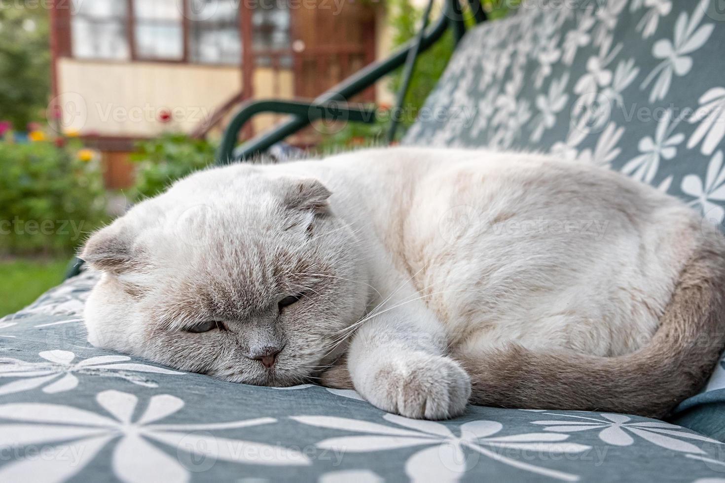 gracioso gato británico blanco doméstico de pelo corto durmiendo en un sofá columpio de jardín. gatito descansando y relájese al sol al aire libre en el patio trasero el día de verano. cuidado de mascotas y concepto de animales. foto