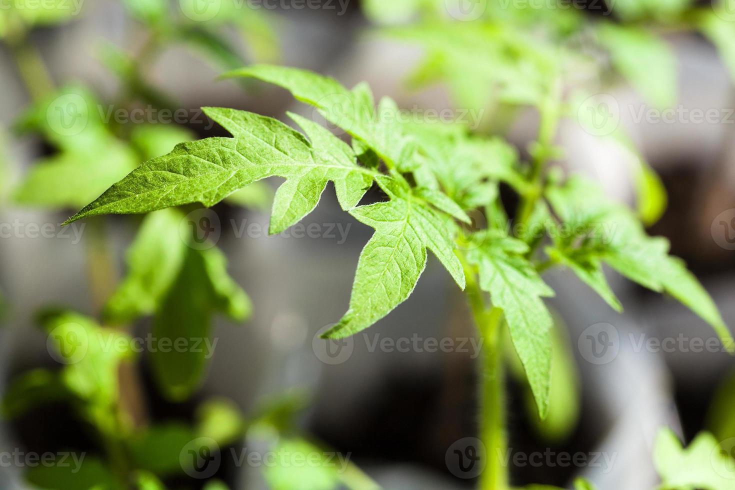 green seedlings of tomato plant close up photo