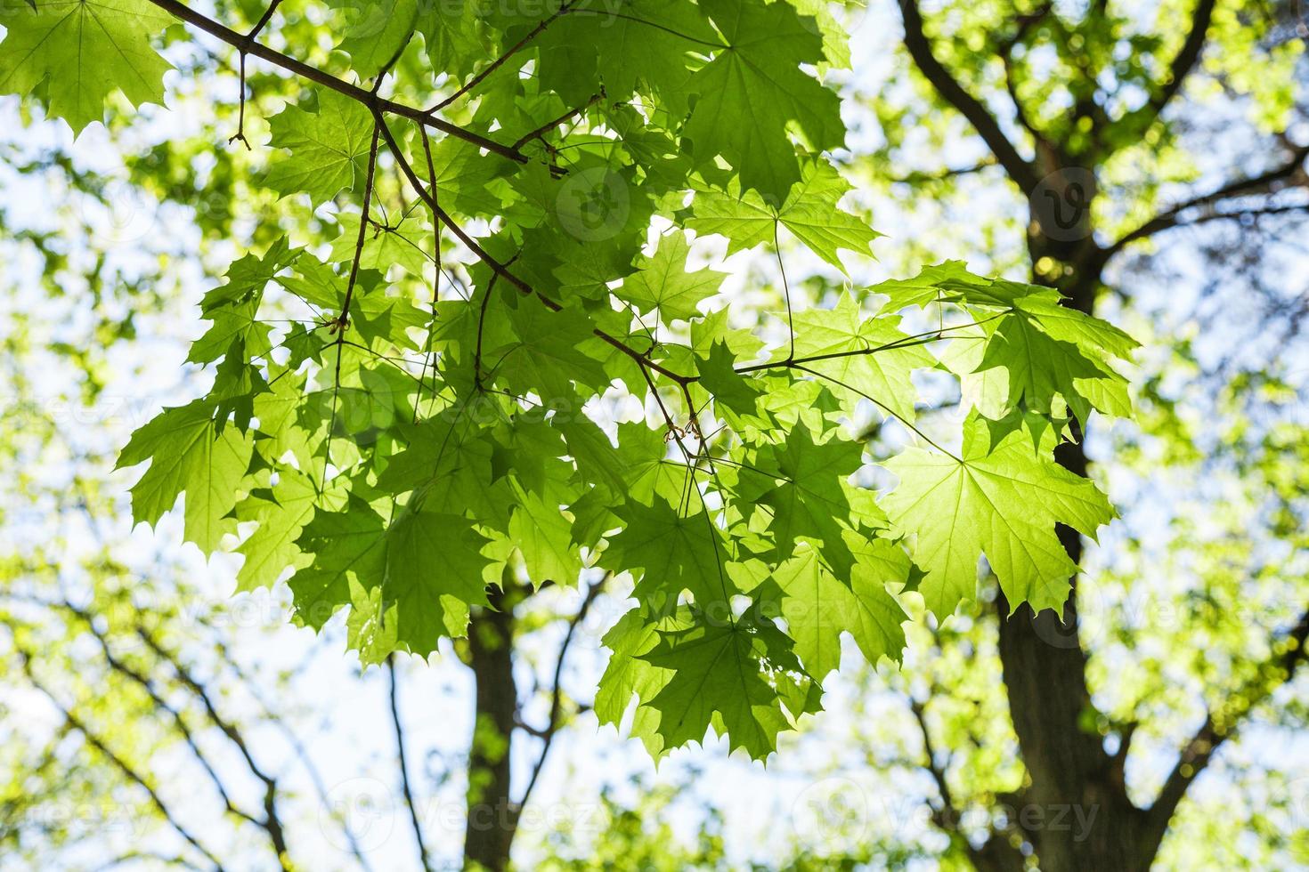 twig of maple tree with green leaves in forest photo