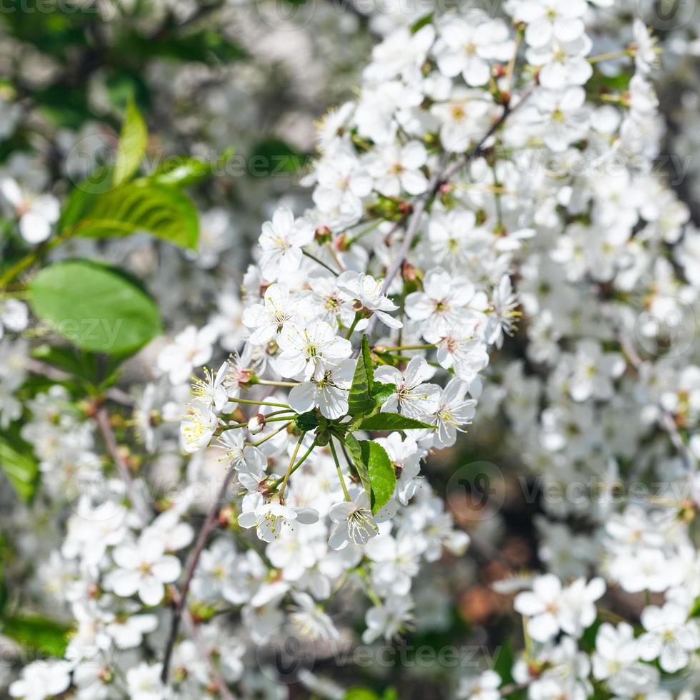 twig of flowering cherry tree in spring photo