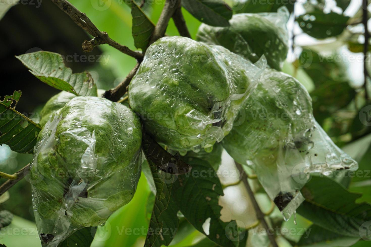 The crystal guava fruit is still fresh on the tree covered with plastic so that it is not eaten by pests photo