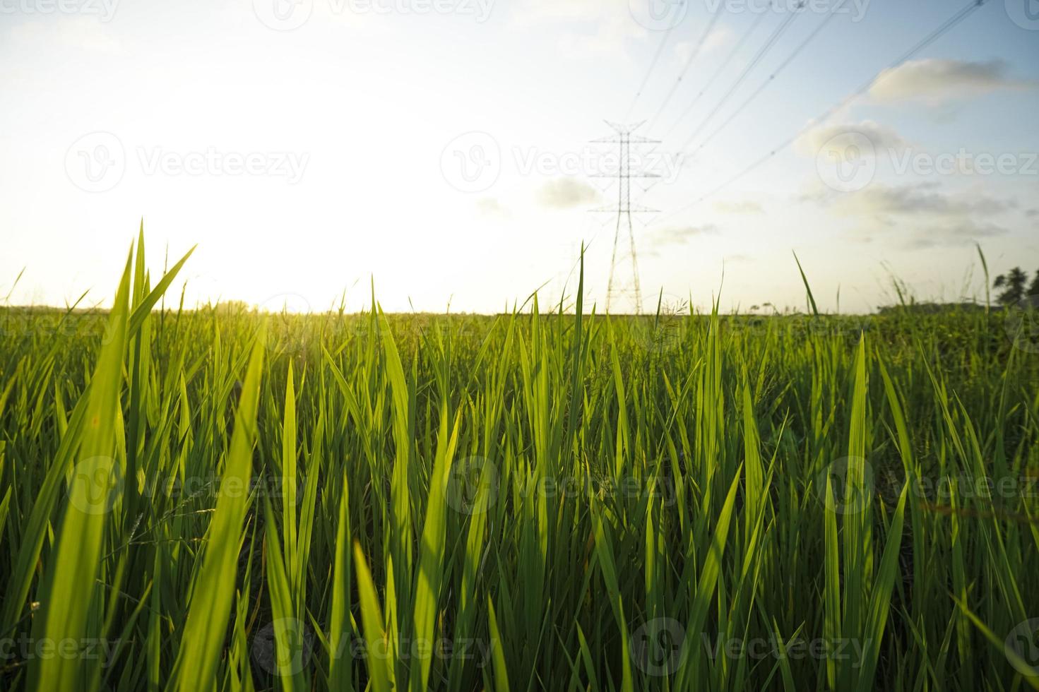 Grasslands or rice fields in the afternoon photo