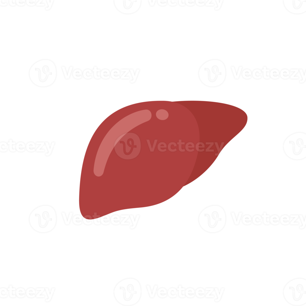 fegato icona. il fegato è il umano interno organo quello aiuta filtro tossine e rifiuto a partire dal il corpo. png