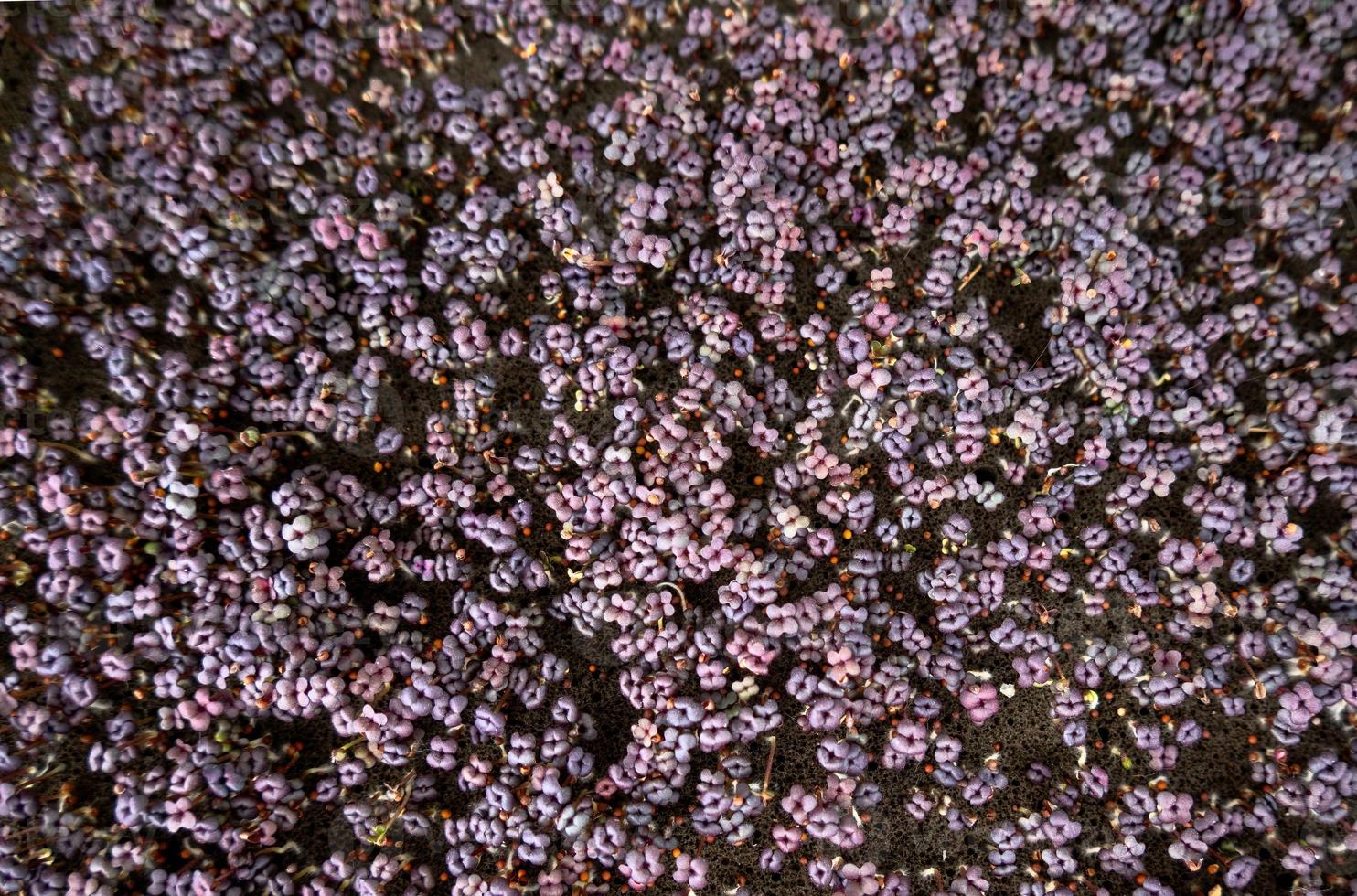 Background pattern leafs with germinating seeds photo