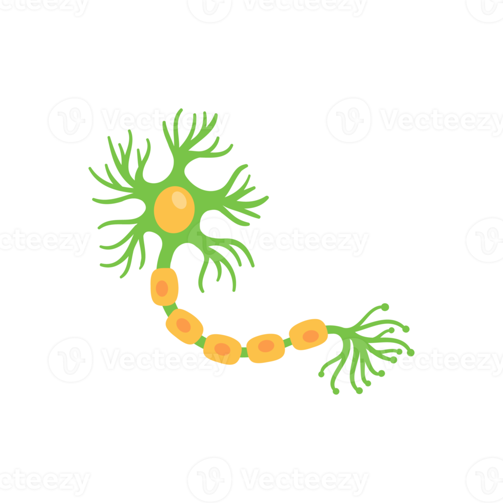 menselijk sensorisch neuronmodel voor biologiestudies png