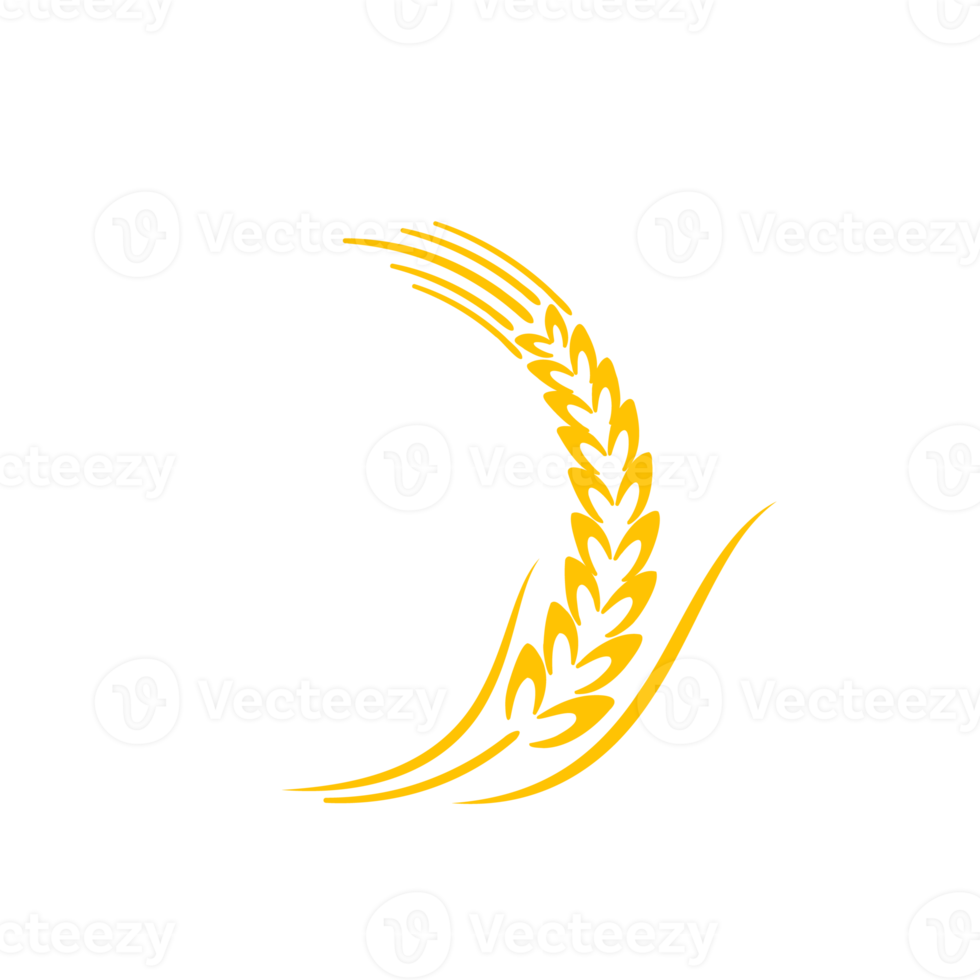 Ears of wheat. Whole grains for making bread. png