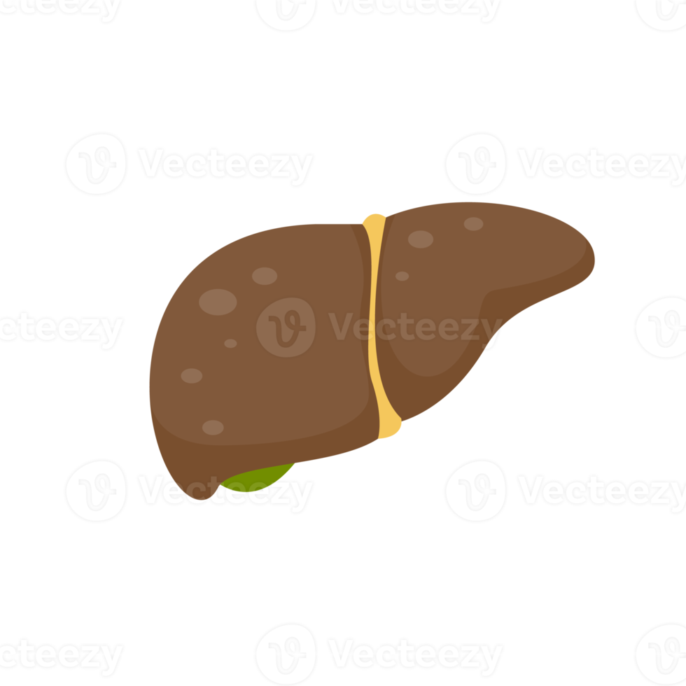 icône du foie. le foie est l'organe interne humain qui aide à filtrer les toxines et les déchets du corps. png