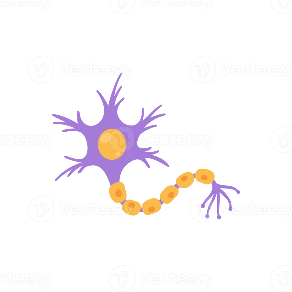 modello di neurone sensoriale umano per studi di biologia png