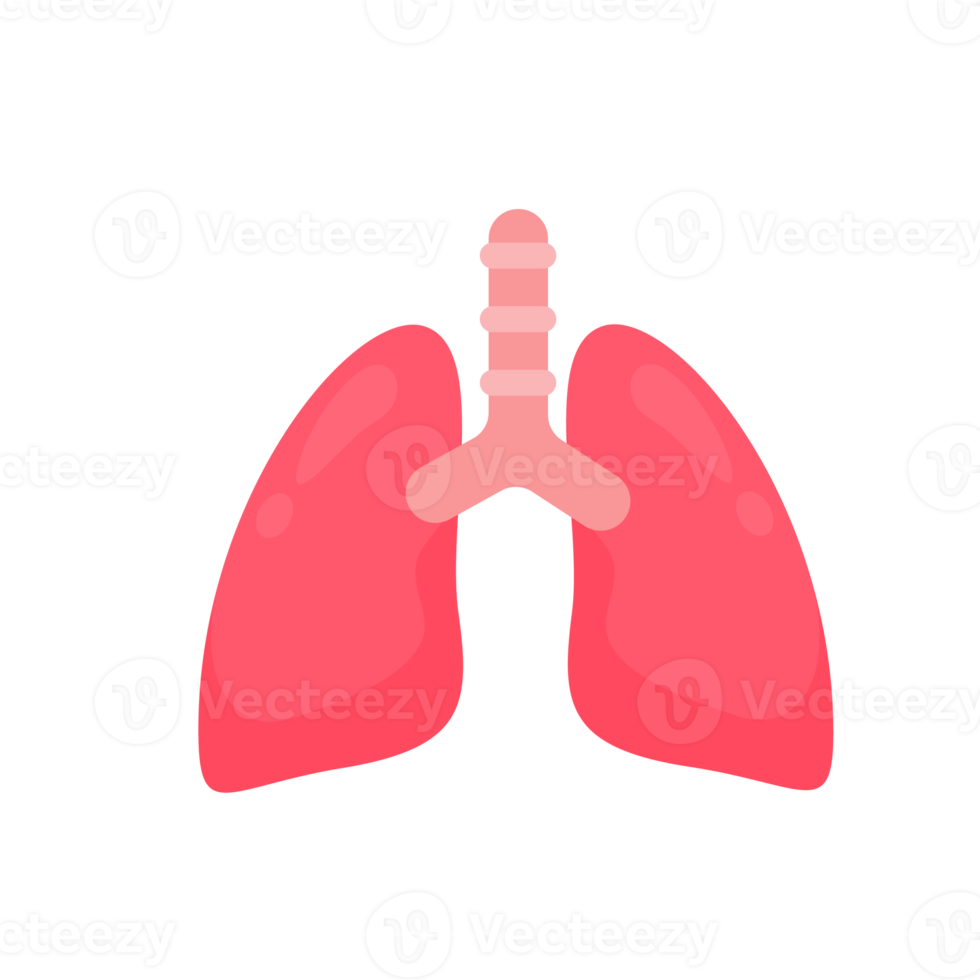 Lung icon. Lungs help to breathe oxygen into the human body. Body care concept png