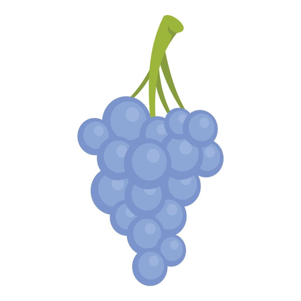 Isabella grapes icon, cartoon style vector