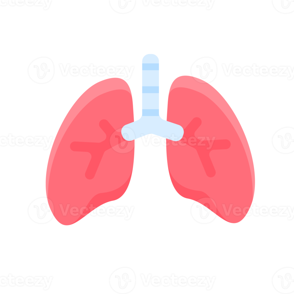 Lung icon. Lungs help to breathe oxygen into the human body. Body care concept png