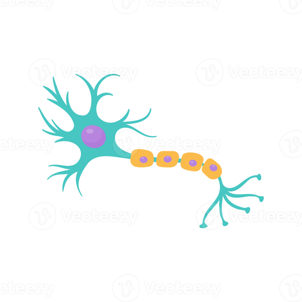 menselijk sensorisch neuronmodel voor biologiestudies png