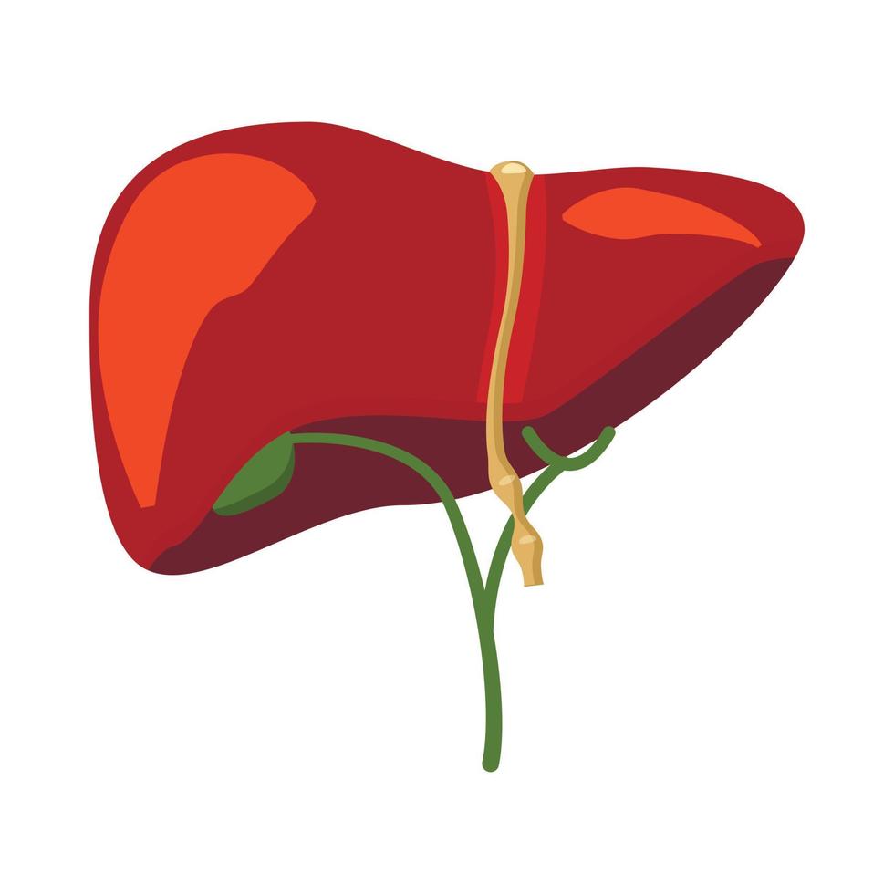 Human liver icon in cartoon style vector
