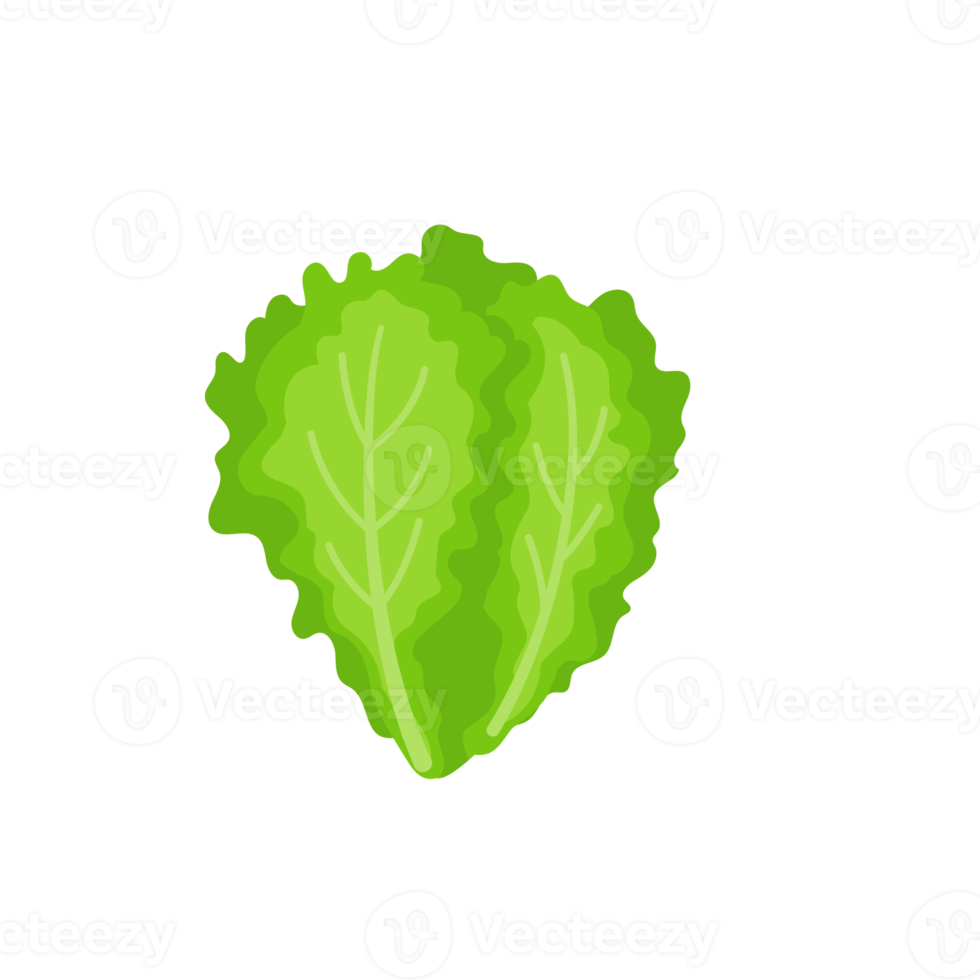 Lettuce. Green leafy vegetables for a healthy salad. png
