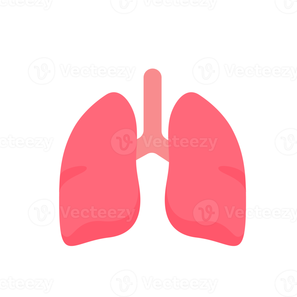 Lung icon. Lungs help to breathe oxygen into the human body. Body care concept png