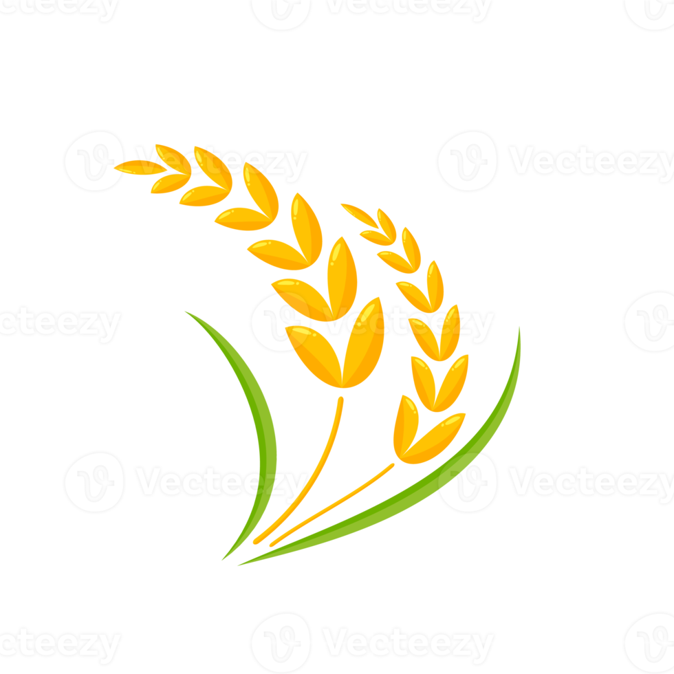 Ears of wheat. Whole grains for making bread. png