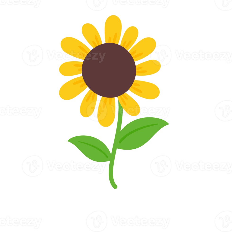 blooming yellow sunflowers full of sunflower seeds inside for