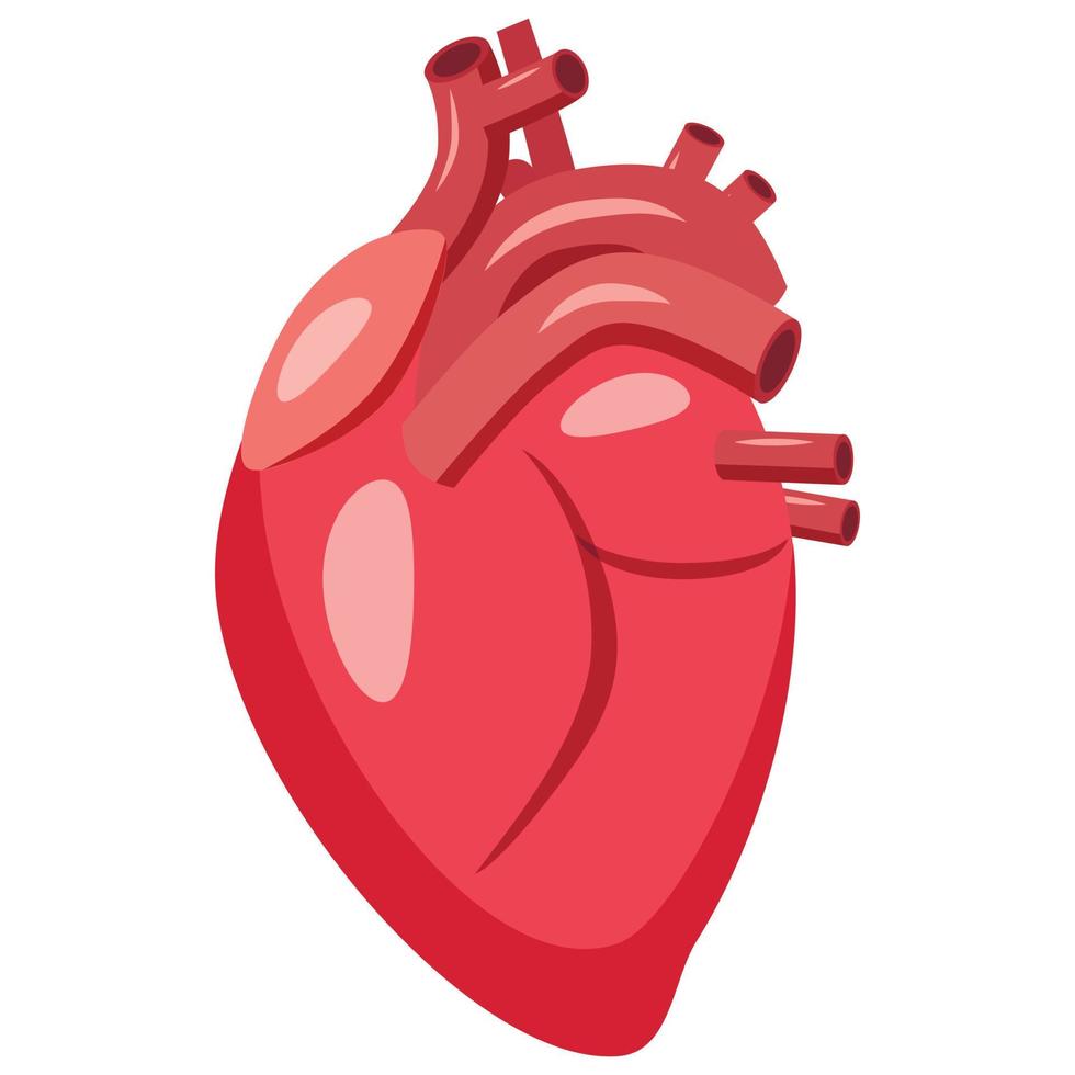 Human heart icon, cartoon style vector