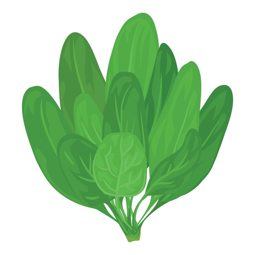 Spinach branch icon, cartoon style vector