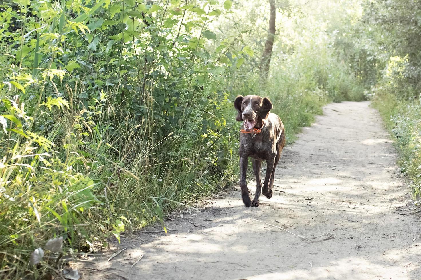 un joven perro de caza de la raza kurz-haar corre a lo largo de un sendero forestal en el parque. vacaciones de verano foto