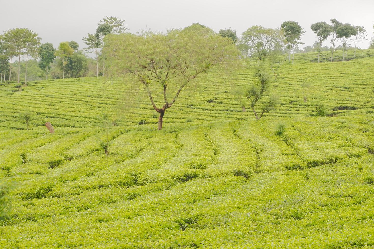 Selective focus of a vast expanse of tea gardens photo