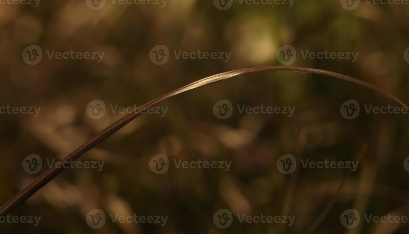 Rose Fountain Grass . An Arching Blade of Grass . Close Up photo