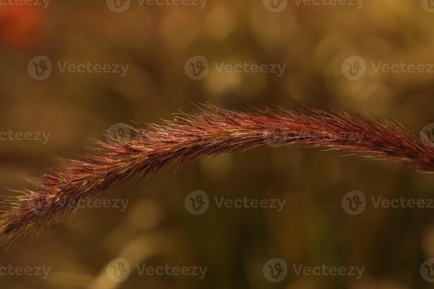 Rose Fountain Grass . Single Arching Bloom . Close Up photo